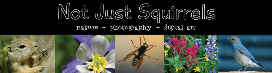 Not Just Squirrels - nature photography digital art